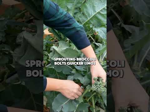 The incredible, edible Winter flower.....broccoli! #broccoli #gardentips