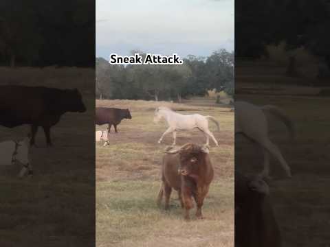 Didn’t see that coming. #horsefan #ranch #countrylife #horseenthusiast #barnyard #goatsworld #farms