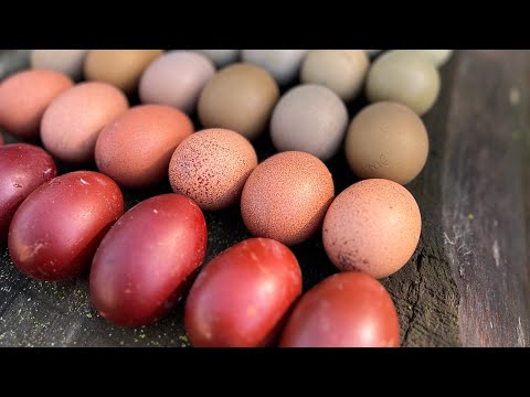 Storm prep on a chicken farm