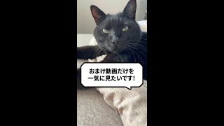 【おまけ動画集】スピの日常動画！１月投稿分