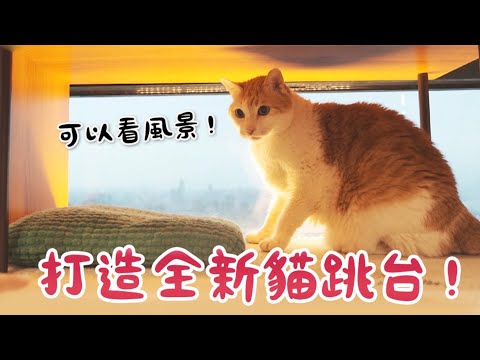 【黃阿瑪的後宮生活】打造全新貓跳台！可以看風景！