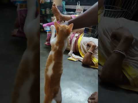 #reels #viral #video #mini #cat #hindi #hindisong #catlover #catfood #trendingshorts #subscribe #new