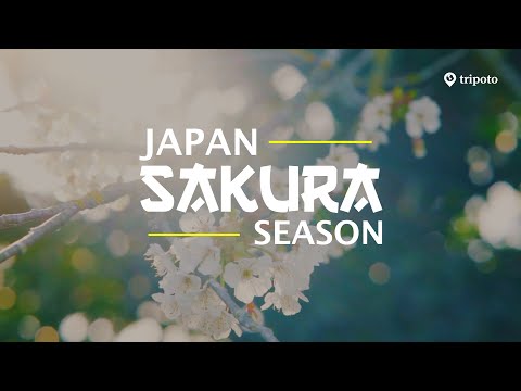 Experience Japan’s Cherry Blossoms for Free with Japan Airlines – Ultimate Sakura Adventure!