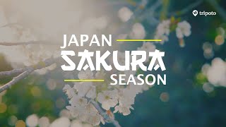 Experience Japan’s Cherry Blossoms for Free with Japan Airlines – Ultimate Sakura Adventure!