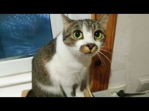 Cat malfunctions detected! - Funny Weird Cat Video