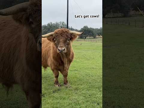 Herding Lessons. #farms #horse #smallranch #farmchannel  #ranchsorting #ranch #younghorsetraining