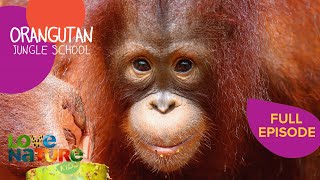 The Last Day of School | Orangutan Jungle School 306