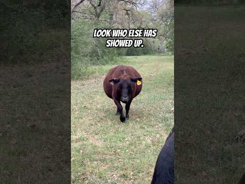 Ready to calf. #farms #farmchannel #farmshorts #cowshort #cowsarecool #cattlewomen #barnyard #barn