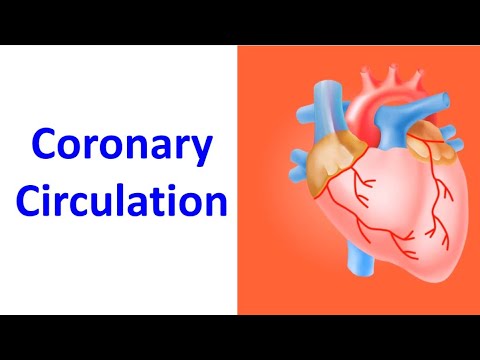 Coronary Circulation