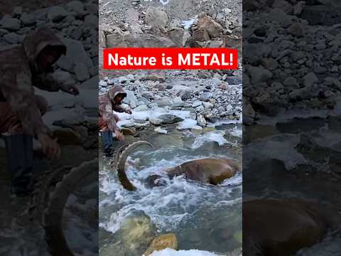 Ibex Found Stone Cold in River! Nature is Metal! #shorts #nature #crazy