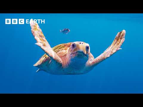 Nature Scenes to Relax, Sleep and Study To | BBC Earth