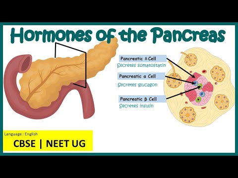 Pancreas: all hormones and their functions |Insulin & glucagon| Pre-medical - NEET/AIIMS | NEET 2022