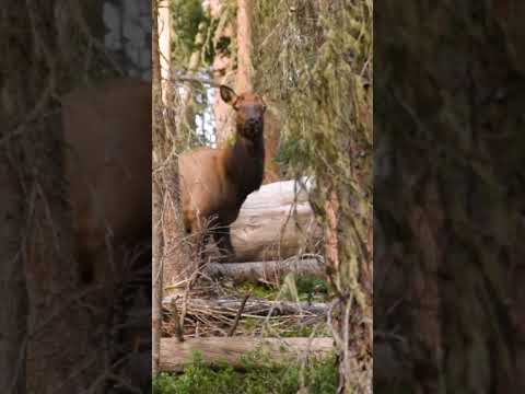 Archery Elk Hunting