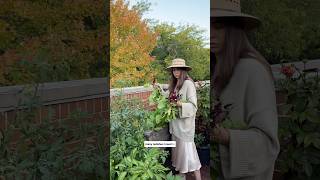 Fall morning container garden harvest! #balconygarden #garden #gardening #containergardening