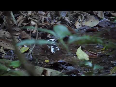 White-crowned Forktail (Enicurus leschenaulti)