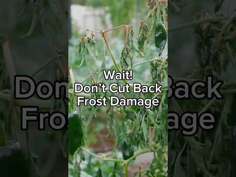 Wait! Don’t Cut Back Frost Damage