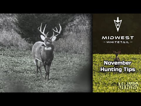 Where and When to Hunt Whitetails in November | Midwest Whitetail