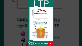 LTP | Long term potentiation | Memory and learning