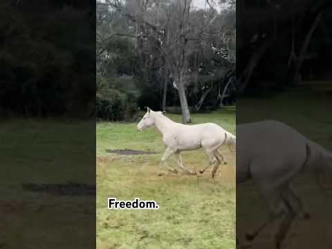 Running Wild. #farms #horseshorts #horsefan #horseshow #beautifulhorse #befree #horsefan #barnyard