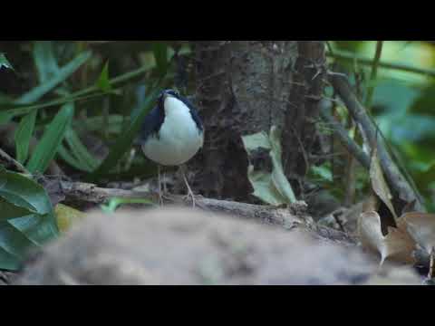 Siberian Blue Robin - Khao Yai NP, Thailand.