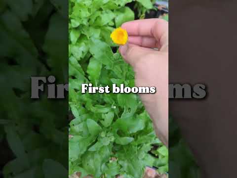 Growing Calendula from seed to harvest for skin healing balm! #gardeninminutes #calendulasalve