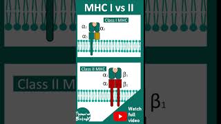 MHC class I vs MHC class II | Top 3 differences | 1 minute immunology