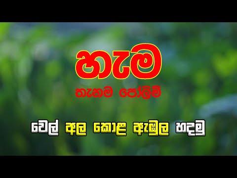 වෙල් අල කොළ ඇඹුල | Ala kola ambula