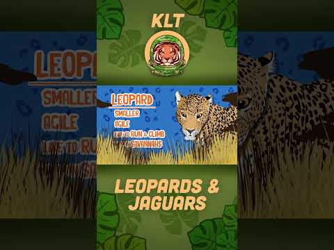 Leopards Are Smaller Than Jaguars! | KLT WILD #shorts