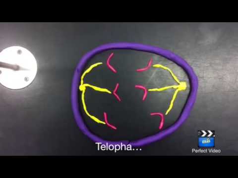 FW: Mitosis vid