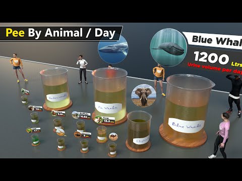 Pee volume size comparison | Per day pee by animal, birds, fish, fictional characters.