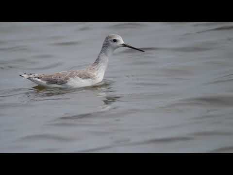 Marsh Sandpiper (Tringa stagnatilis)