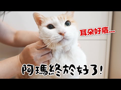 【黃阿瑪的後宮生活】阿瑪受傷終於好了！