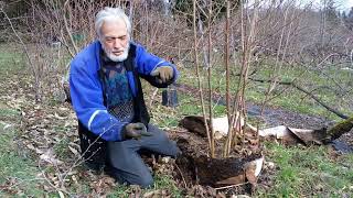 Stool Beds:  How to propagate hazelnuts and other trees clonally on their own roots