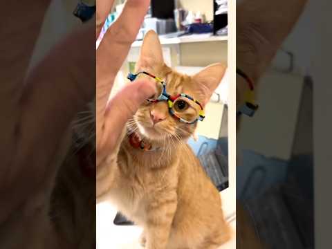 Funny and Cuteness Pets #funny #cat #funnyanimals #pets #viral #shorts