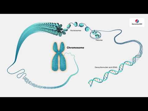 Chromosomes