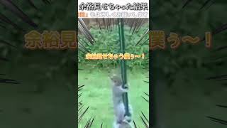 動物のおもしろ動画にツッコミどころ満載なアフレコしてみた＃250【余裕】【ハプニング映像】#shorts　#アフレコ #面白動画