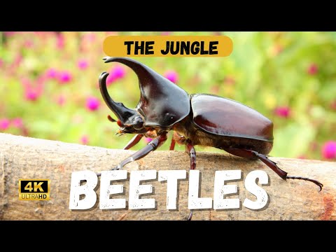 The Fascinating History of Beetles: Nature's Tiny Titans