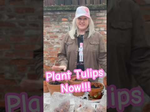 Plant your Tulips Now! #tulips #winterplants #raisedbedgardening #claypot