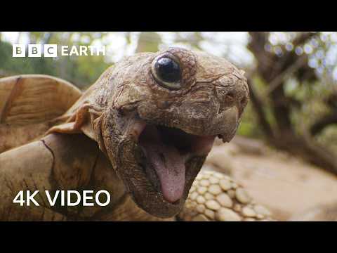 Spy Tortoise Adopted by Chimpanzee | Spy in the Wild | 4K UHD | BBC Earth