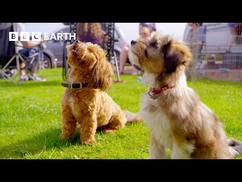 Playtime Party for Pretty Pups | Wonderful World of Puppies | BBC Earth