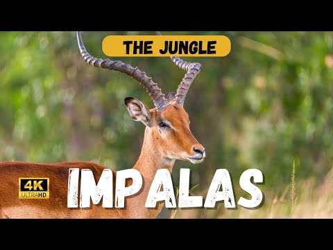 The Graceful Impalas: Evolution, Behavior, and Cultural Significance