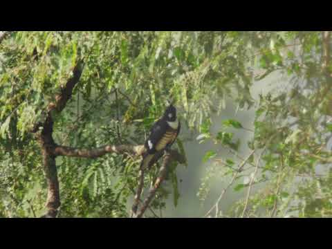 Black Baza (Aviceda leuphotes)