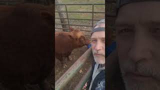 homemade hay feeder for square bales #farming #ranching #farmtips #farm #cattle #livestock #dogs