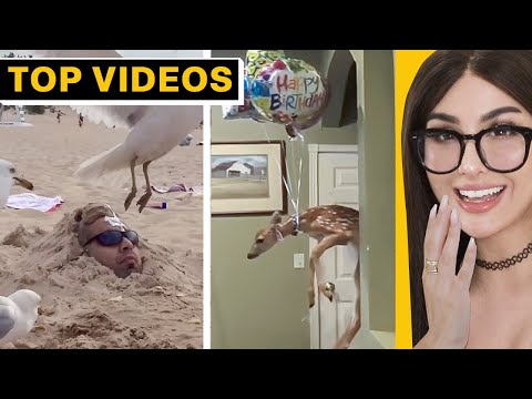 Funniest Moments That Will Brighten Your Day! | SSSniperWolf