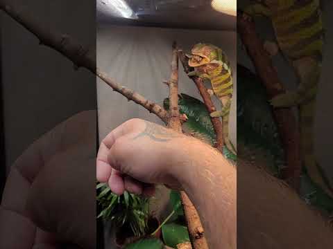 rango hand feeding big locust