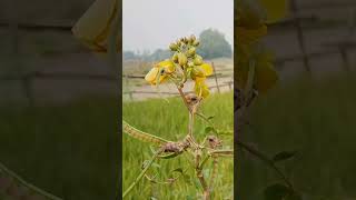 कह रही है ये नजारे 💫♥️#uditnarayan #अलका_याग्निक_सर्वश्रेष्ठ #viralvideo #youtubeshorts  #nature