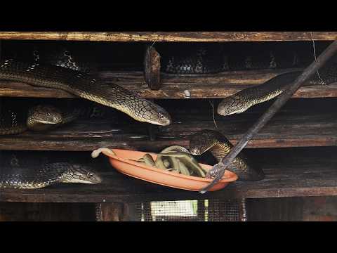 Feeding Snakes to Cannibal Cobras: Inside Vietnam’s Deadliest Snake Farm