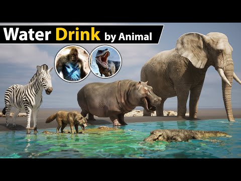 Water Drink per day by Animal | Godzilla | King Kong | Dinosaur |