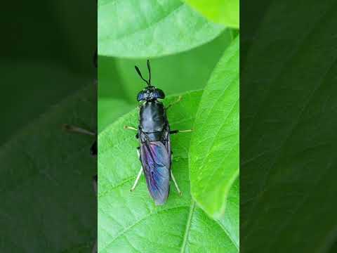 Composting for dummies: part 5! Creepy crawlies and how to spot the good guys! #compost