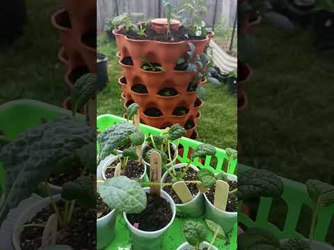 Garden Tower Update #gardentower #containergardening